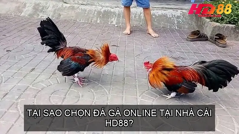 da ga online hd88 68f1e459c3e4b