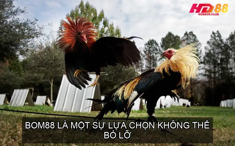 BOM88 là một sự lựa chọn không thể bỏ lỡ