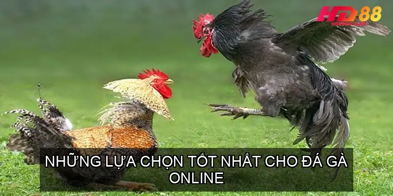 Những Lựa Chọn Tốt Nhất Cho Đá Gà Online