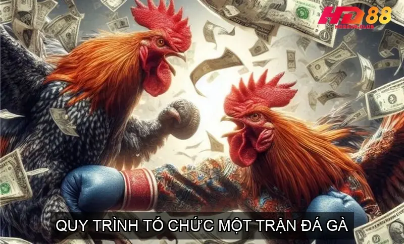 Quy Trình Tổ Chức Một Trận Đá Gà