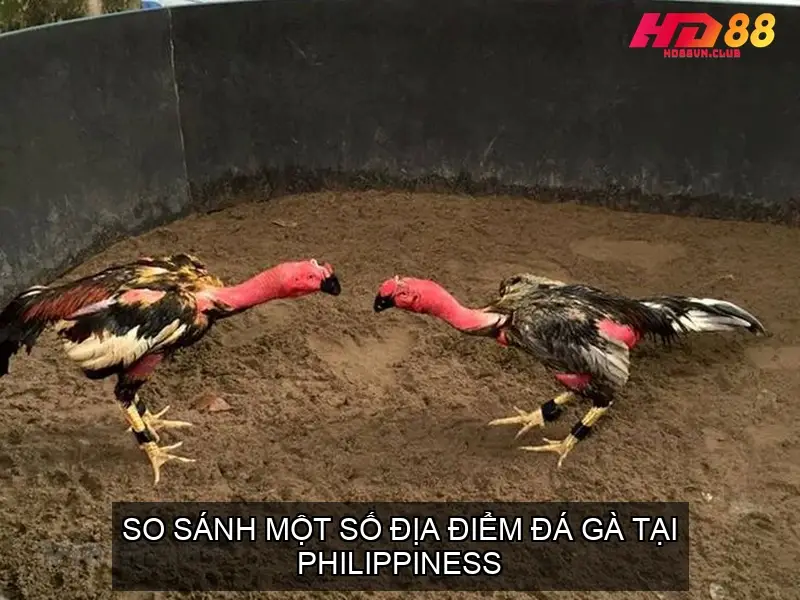 So Sánh Một Số Địa Điểm Đá Gà Tại Philippiness