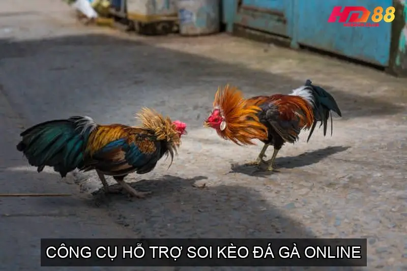 Công Cụ Hỗ Trợ Soi Kèo Đá Gà Online