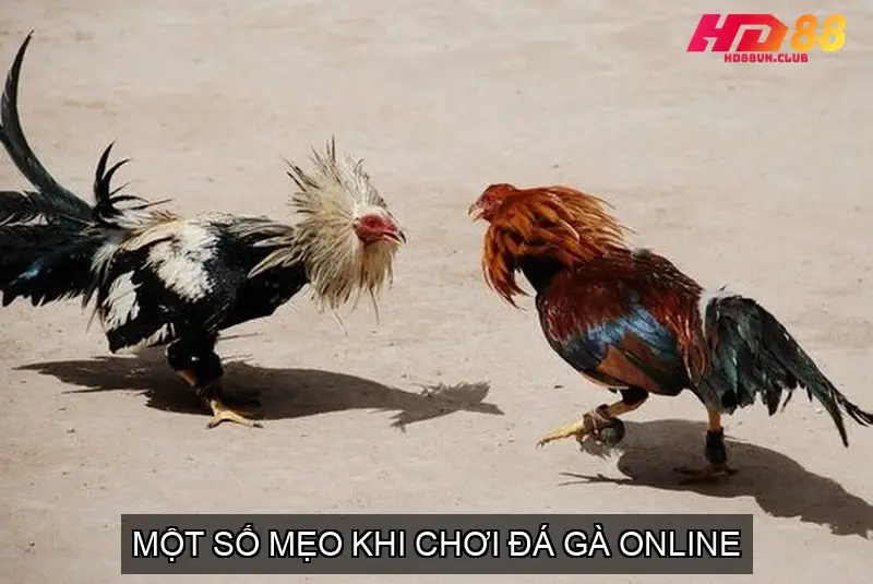 Một số mẹo khi chơi đá gà online